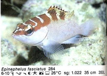 Epinephelus fasciatus